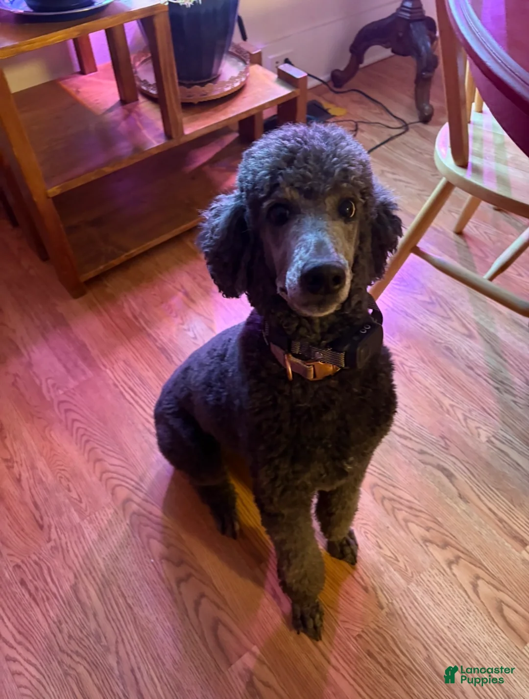 Mini Aussiedoodle dogs for sale: Mini Aussiedoodle Puppy 3 - Ad 10