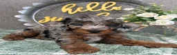 Miniature Poodle dogs for sale: Tatum - Ad 3
