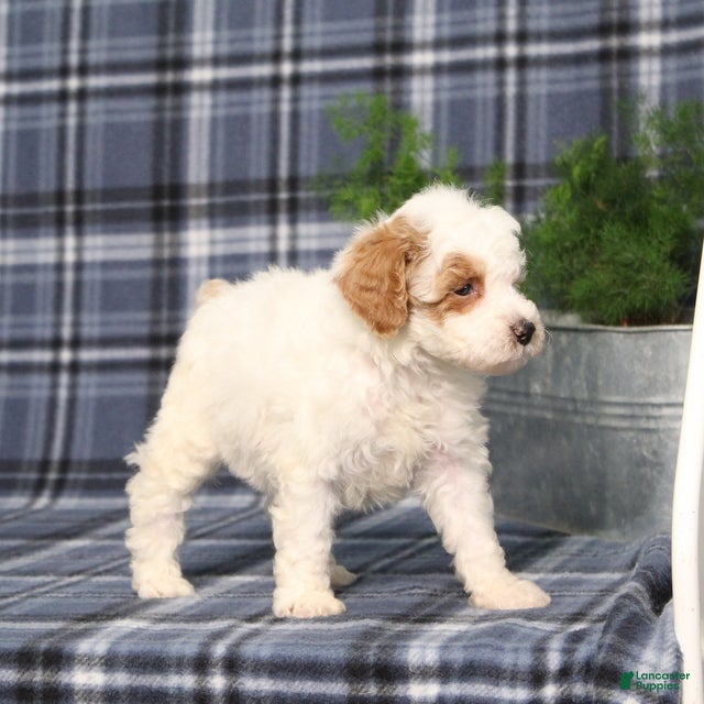 Miniature Poodle dogs CW Xadie - Ad 2