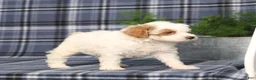 Miniature Poodle dogs for sale: CW Xadie - Ad 2