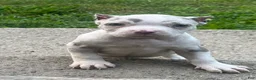 American Bully dogs for sale: Kova - Ad 1