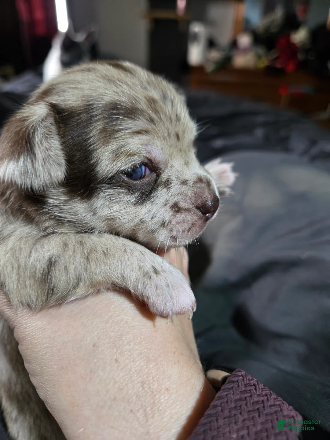 Chihuahua dogs for sale: Chihuahua 2 - Ad 2