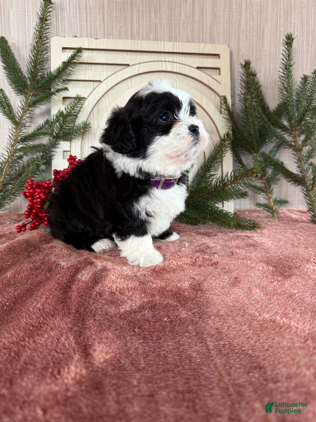 Teddy Bear dogs for sale: Stella - Ad 5