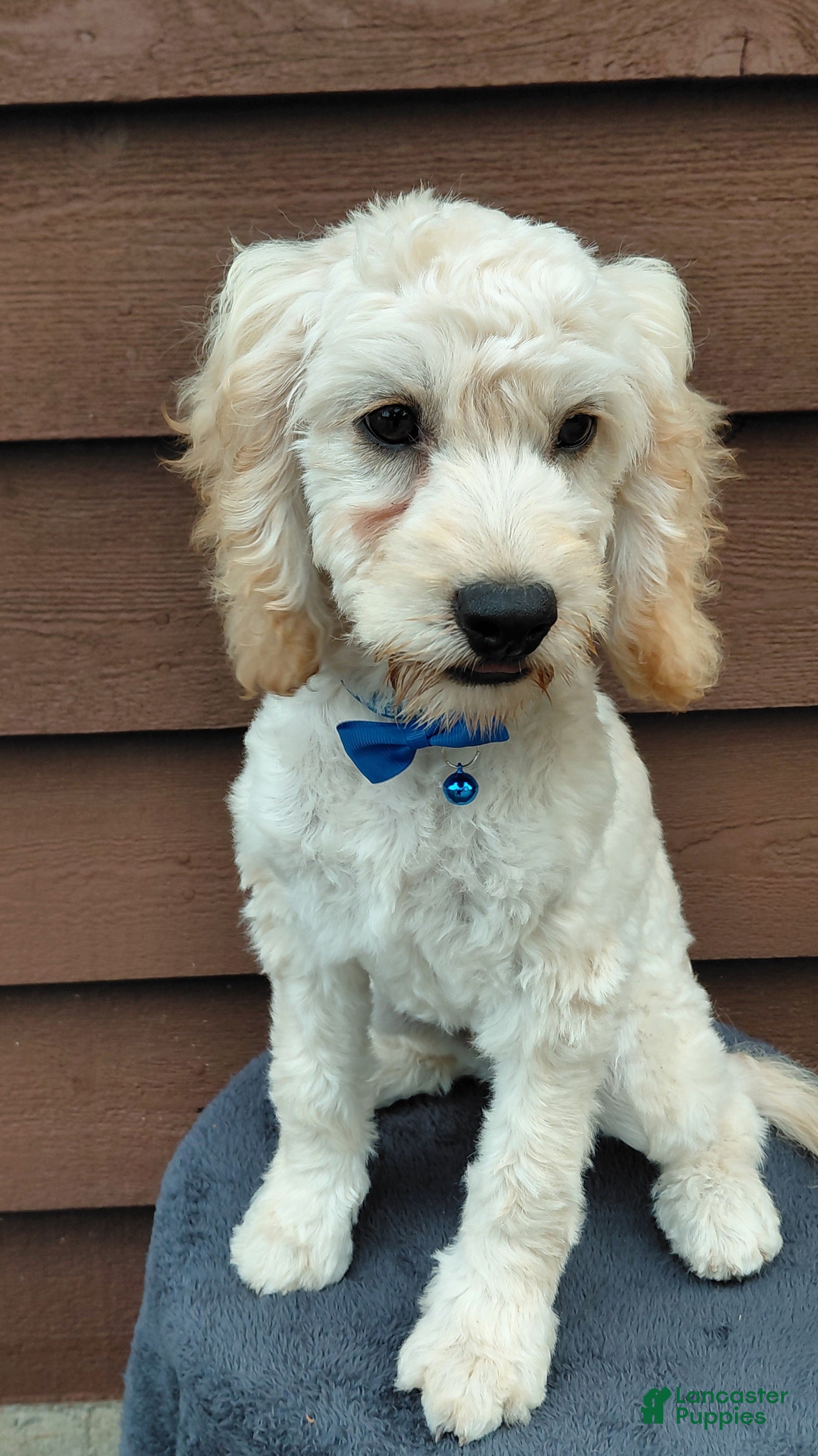 Cockapoo dogs Sawyer-Male - Ad 2