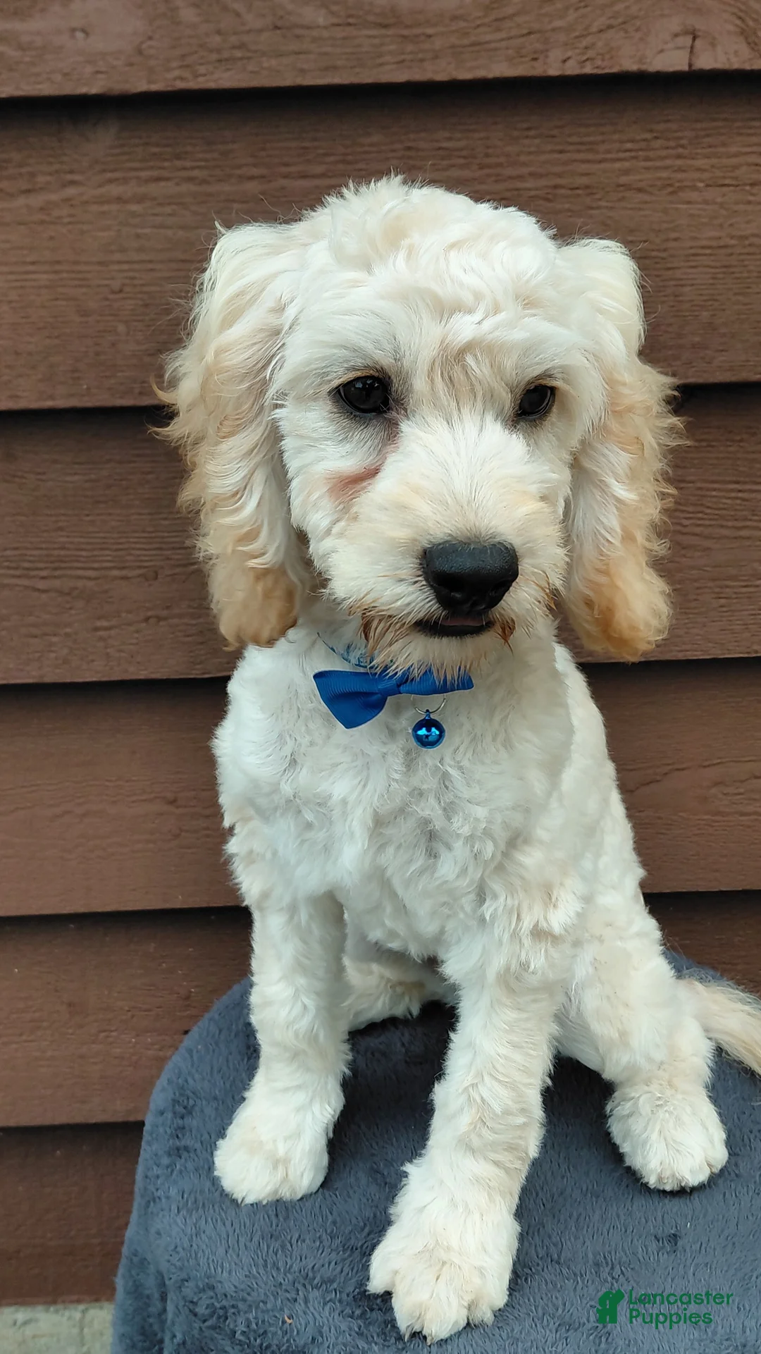 Cockapoo dogs for sale: Sawyer-Male - Ad 2