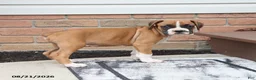 Boxer dogs for sale: Quincy - Ad 10