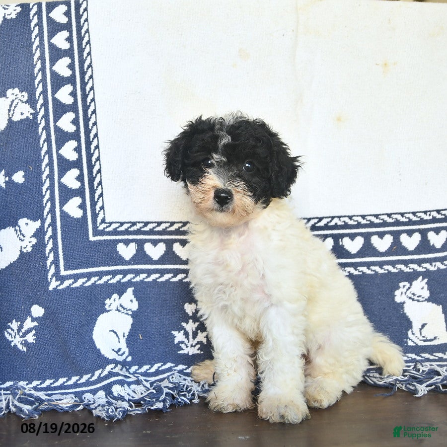 Miniature Labradoodle dogs Rose  - Ad 1