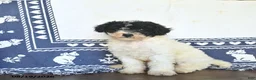 Miniature Labradoodle dogs for sale: Rose  - Ad 1