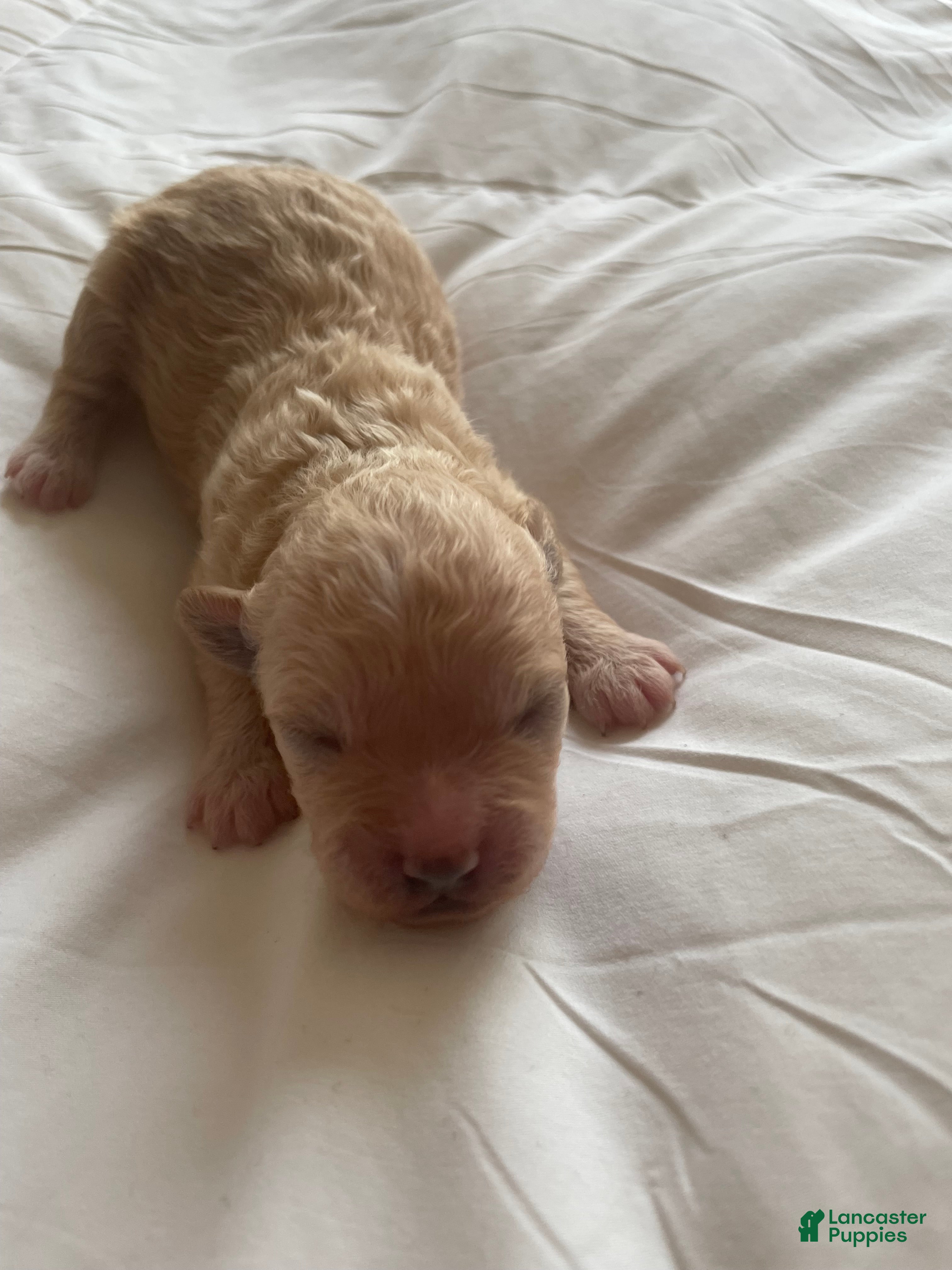 Shihpoo dogs Shihpoo 1 - Ad 4