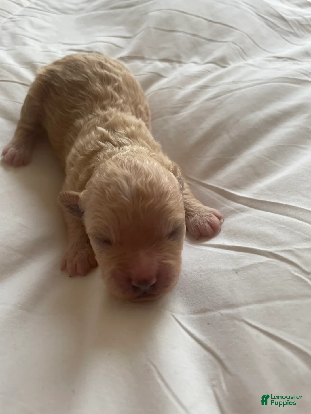 Shihpoo dogs for sale: Shihpoo 1 - Ad 1