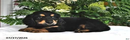 Miniature Dachshund dogs for sale: Smokey - Ad 3