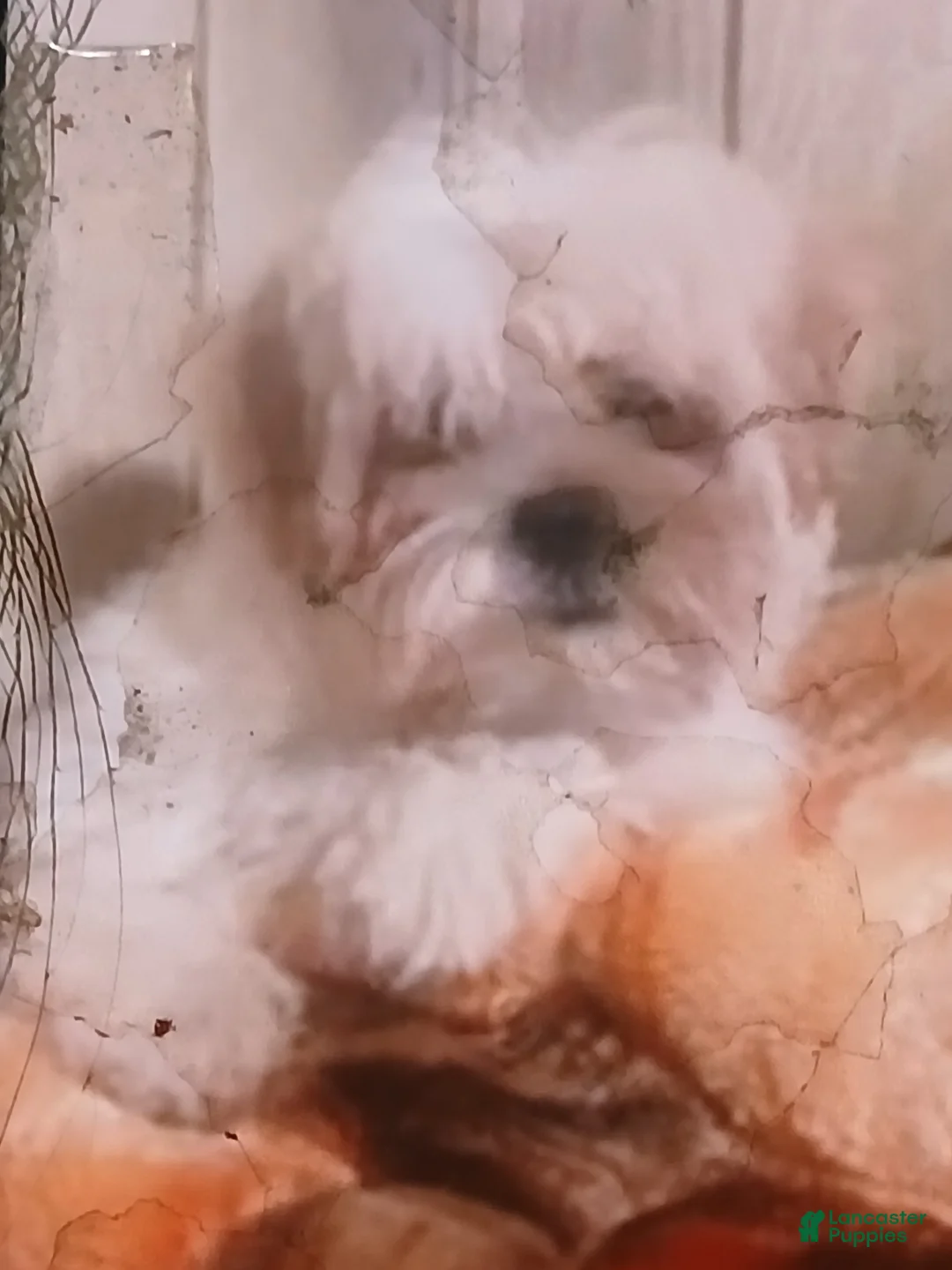 Shih Tzu dogs for sale: Shih Tzu Puppy 1 - Ad 3