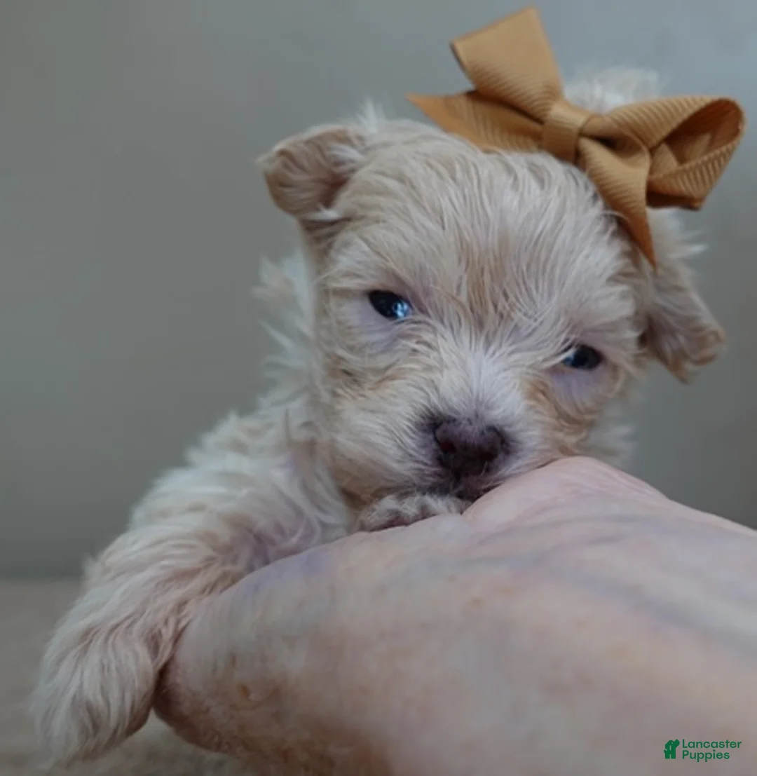 Maltipoo dogs for sale: Micro Teacup Kyro  - Ad 10