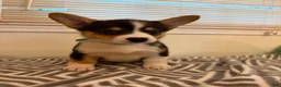 Welsh Corgi Pembroke dogs for sale: Joy - Ad 1