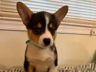 Welsh Corgi Pembroke dogs Joy - Ad 13