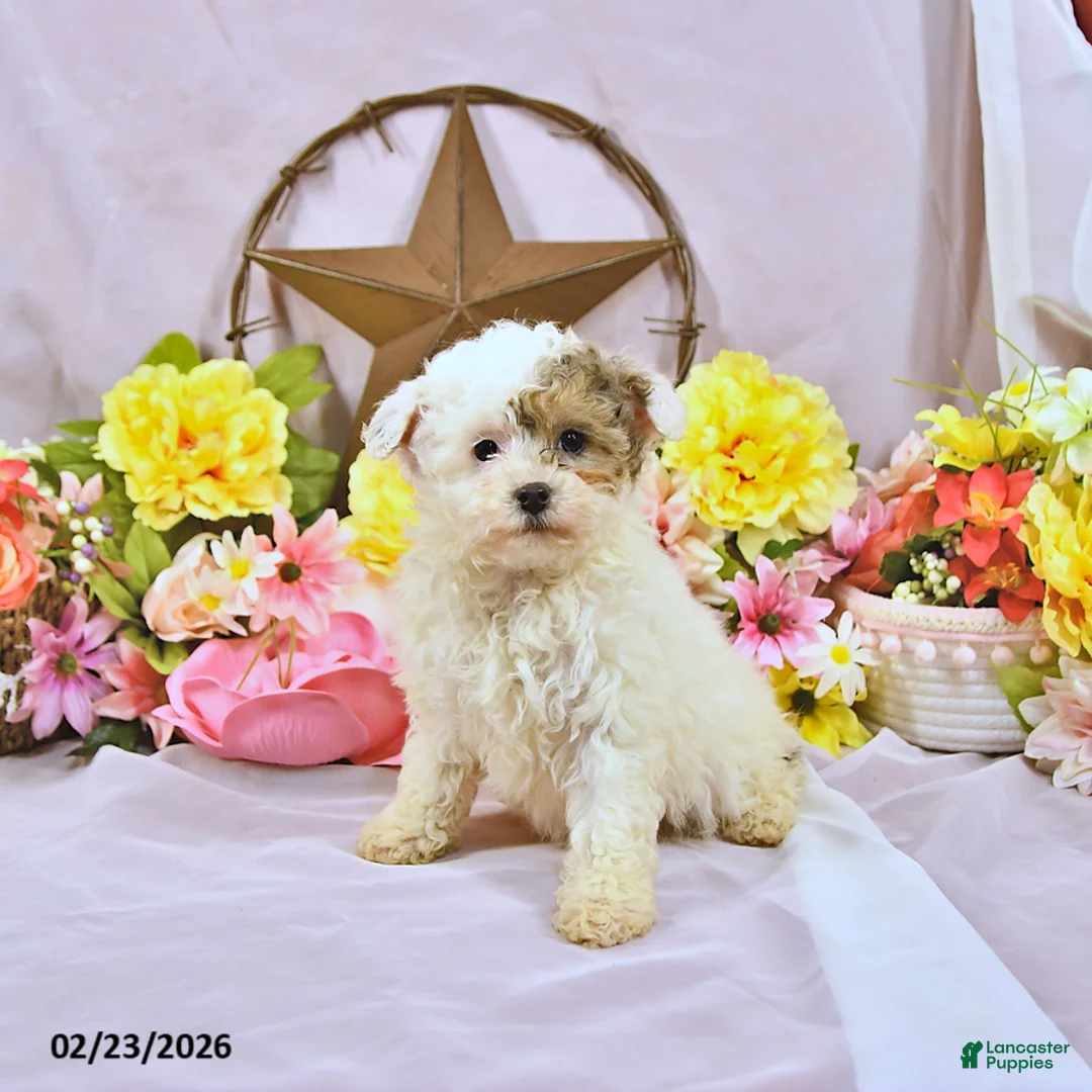 Miniature Poodle dogs for sale: Allie - Ad 2
