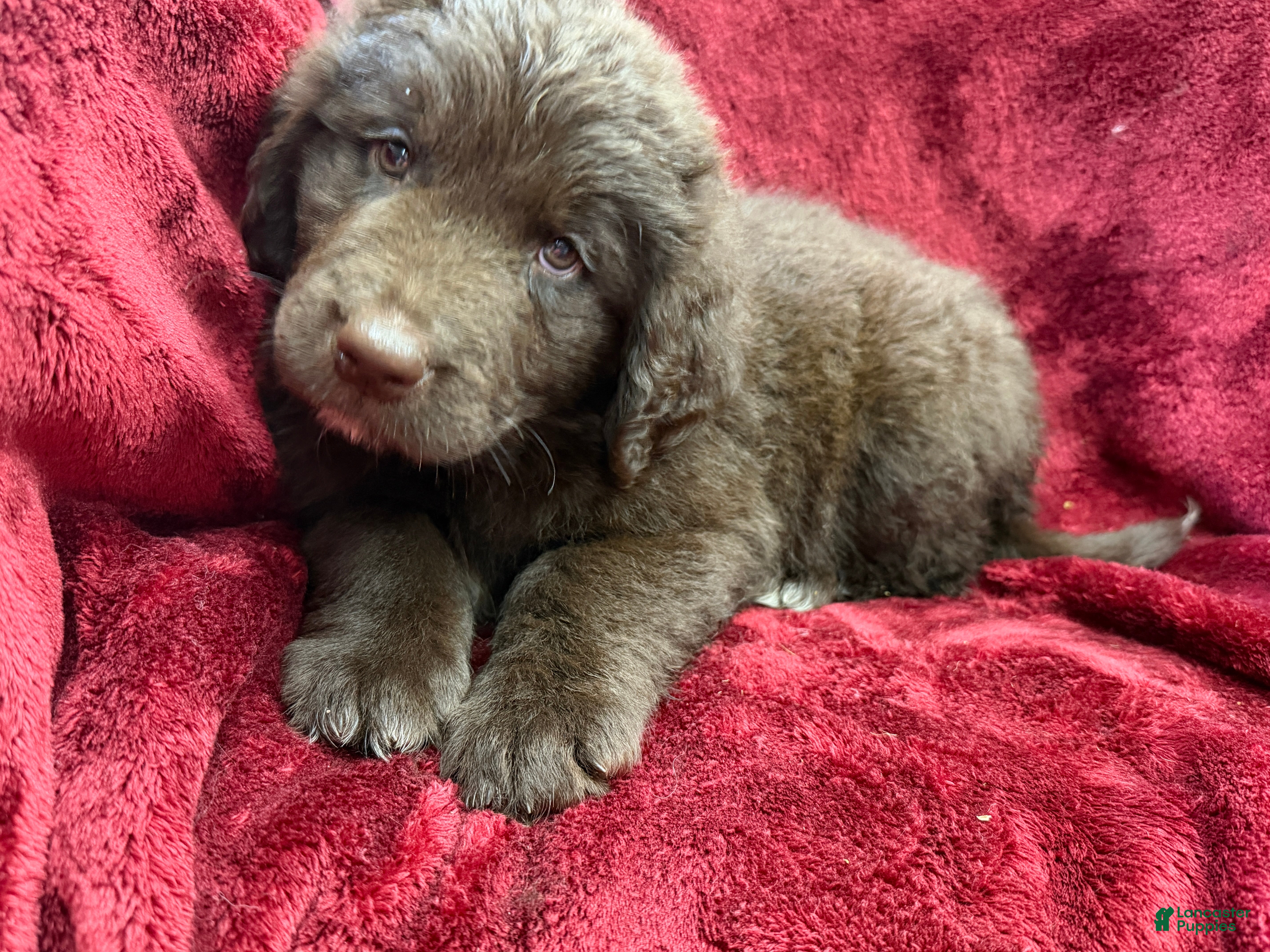 Newfoundland dogs Newfoundland 1 - Ad 1