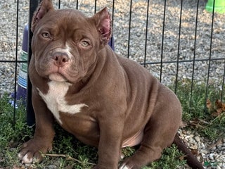 American Bully dogs - Ad 34