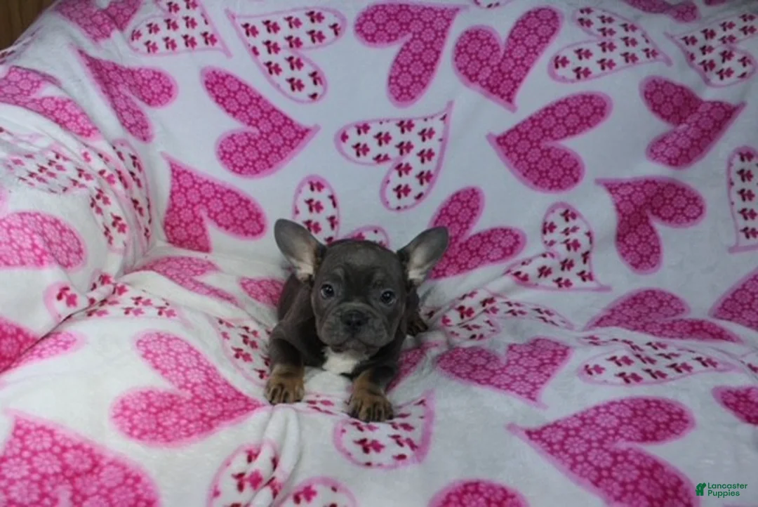 French Bulldog dogs for sale: Molly - Ad 3
