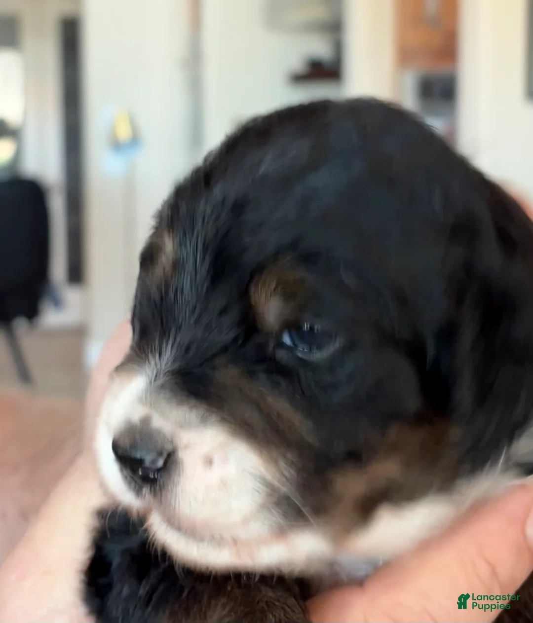 Mixed Breed dogs for sale: male # 3 English Shepherd Doodle  - Ad 5