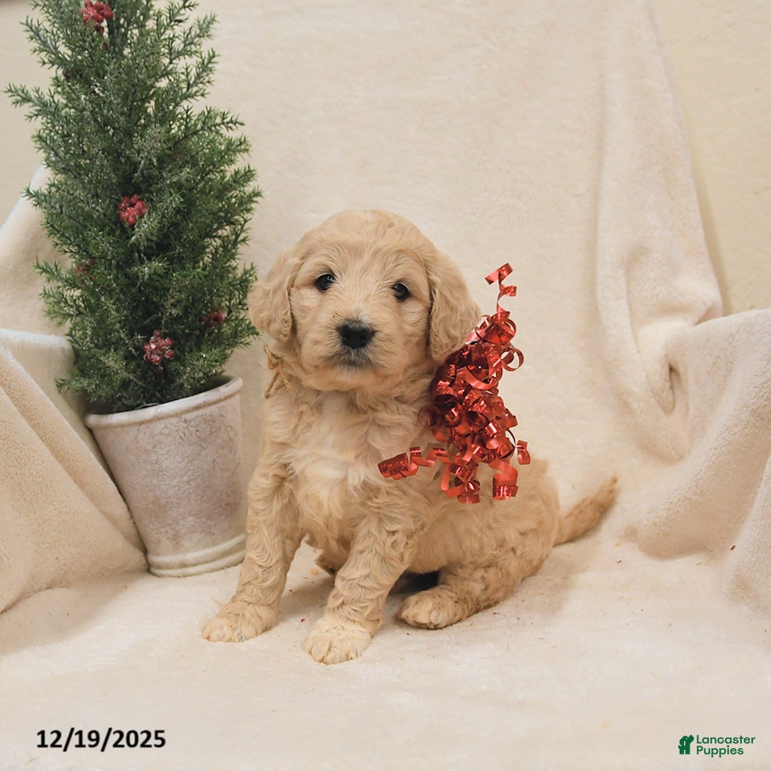 Goldendoodle dogs for sale: Bear - Ad 2