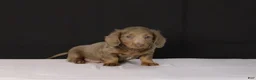 Dachshund dogs for sale: Bobby - Ad 6