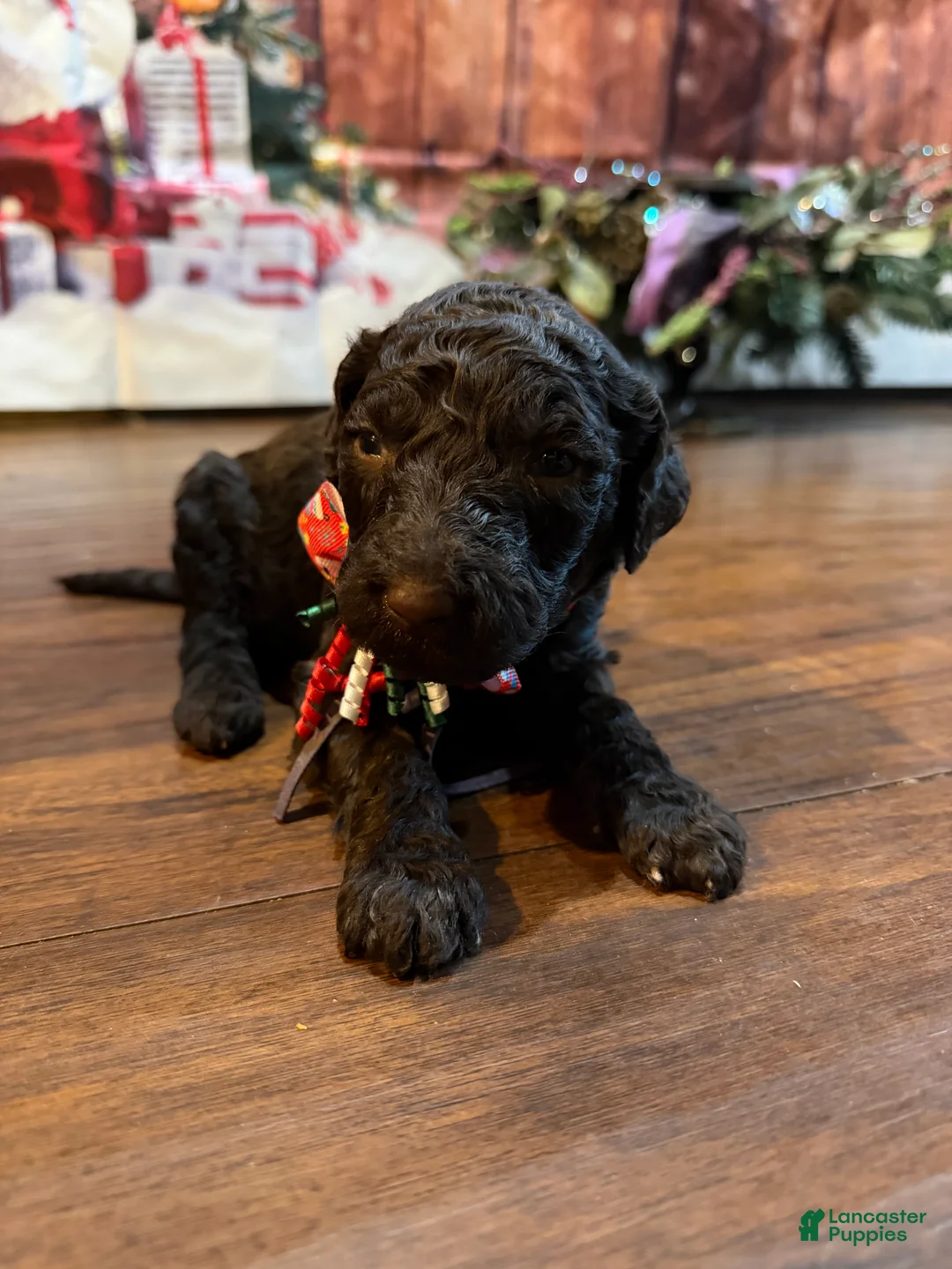 Goldendoodle dogs for sale: Mocha - Ad 5