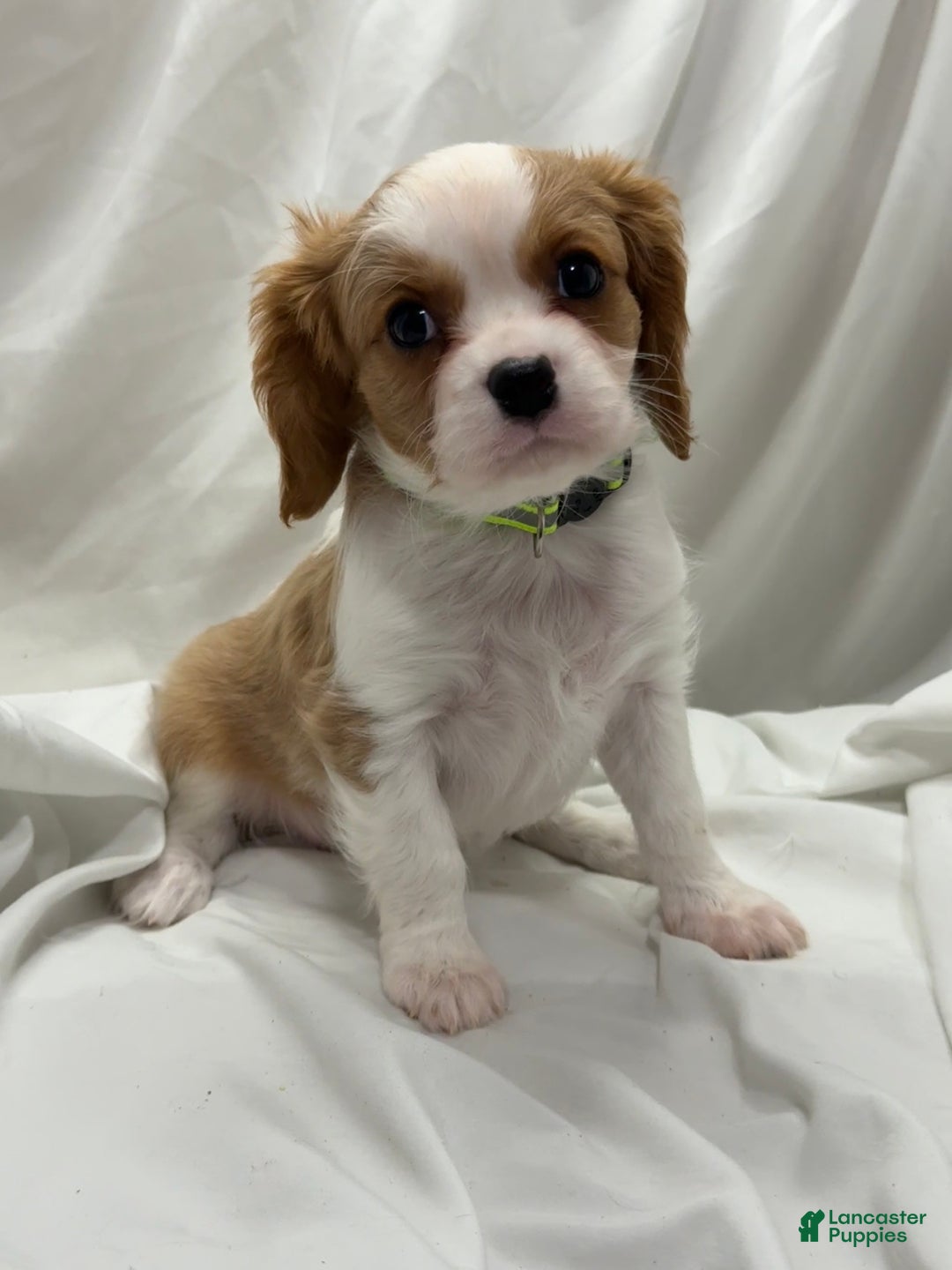 Cavalier King Charles Spaniel dogs for sale: Bob - Ad 1