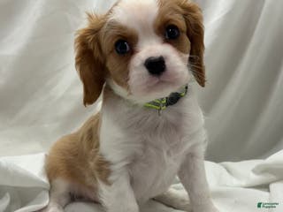 Cavalier King Charles Spaniel dogs Bob - Ad 42