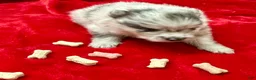 Pomeranian dogs for sale: Silver Merle Boy 4 weeks - Ad 4