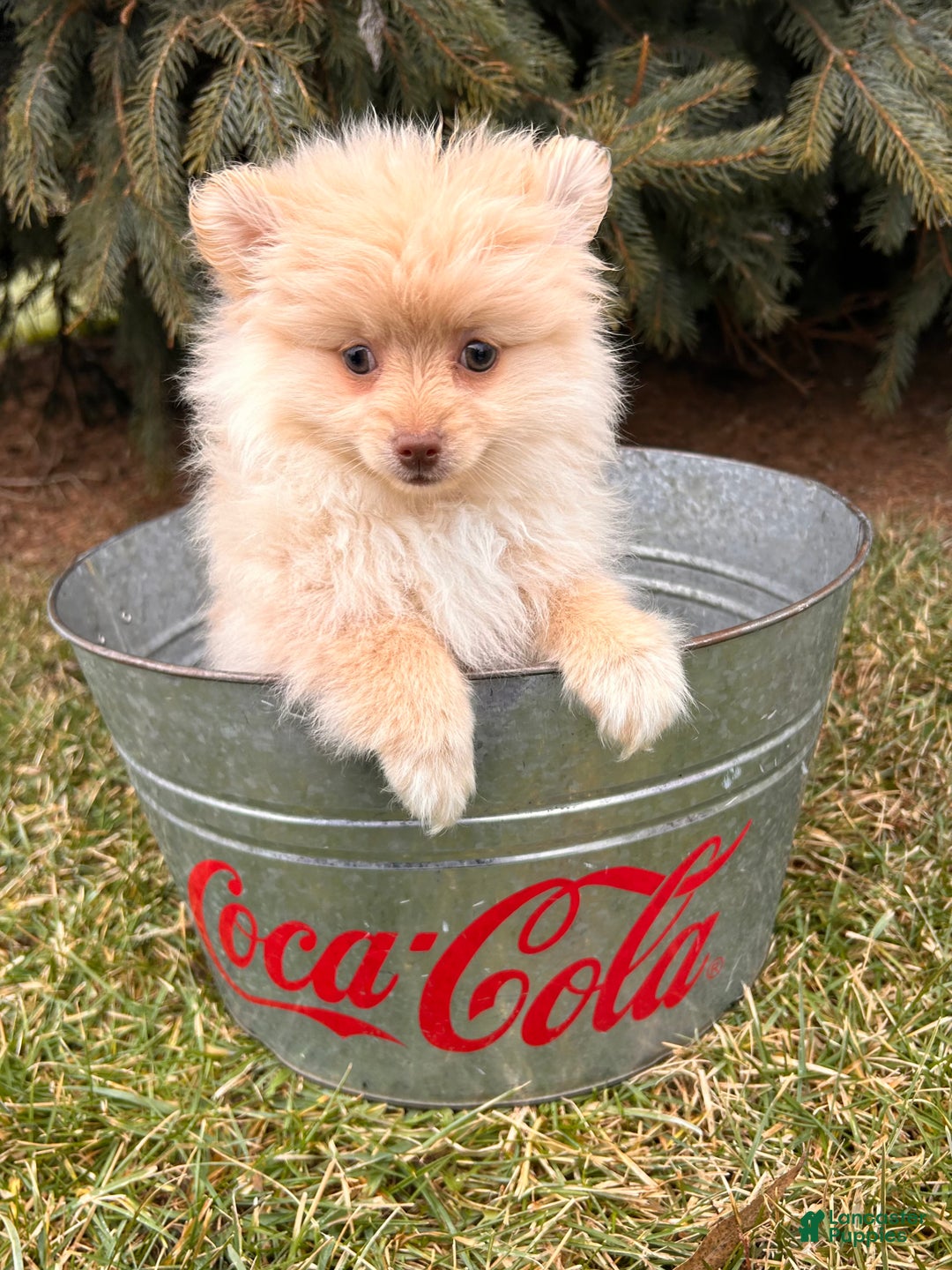Pomeranian dogs for sale: Nola - Ad 3