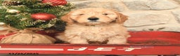 Mini Goldendoodle dogs for sale: Carly - Ad 4