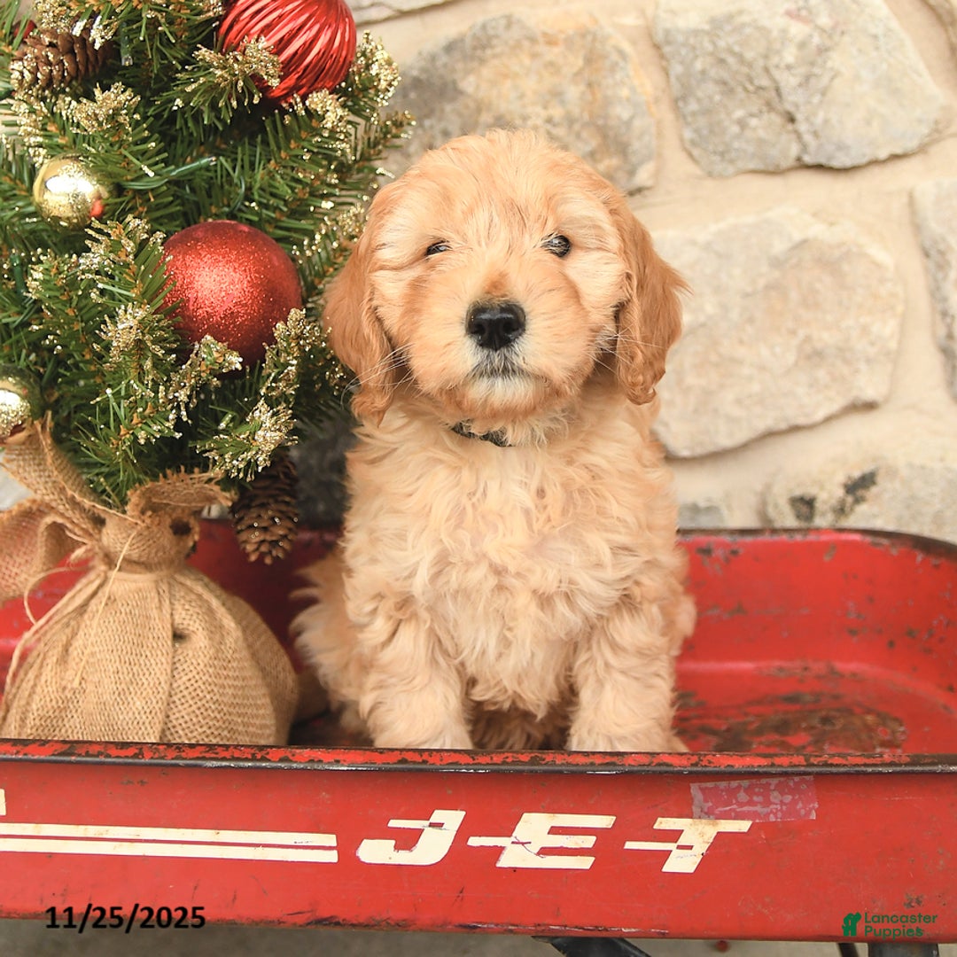 Mini Goldendoodle dogs for sale: Carly - Ad 4