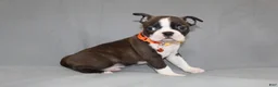 Boston Terrier dogs for sale: Demi - Ad 4