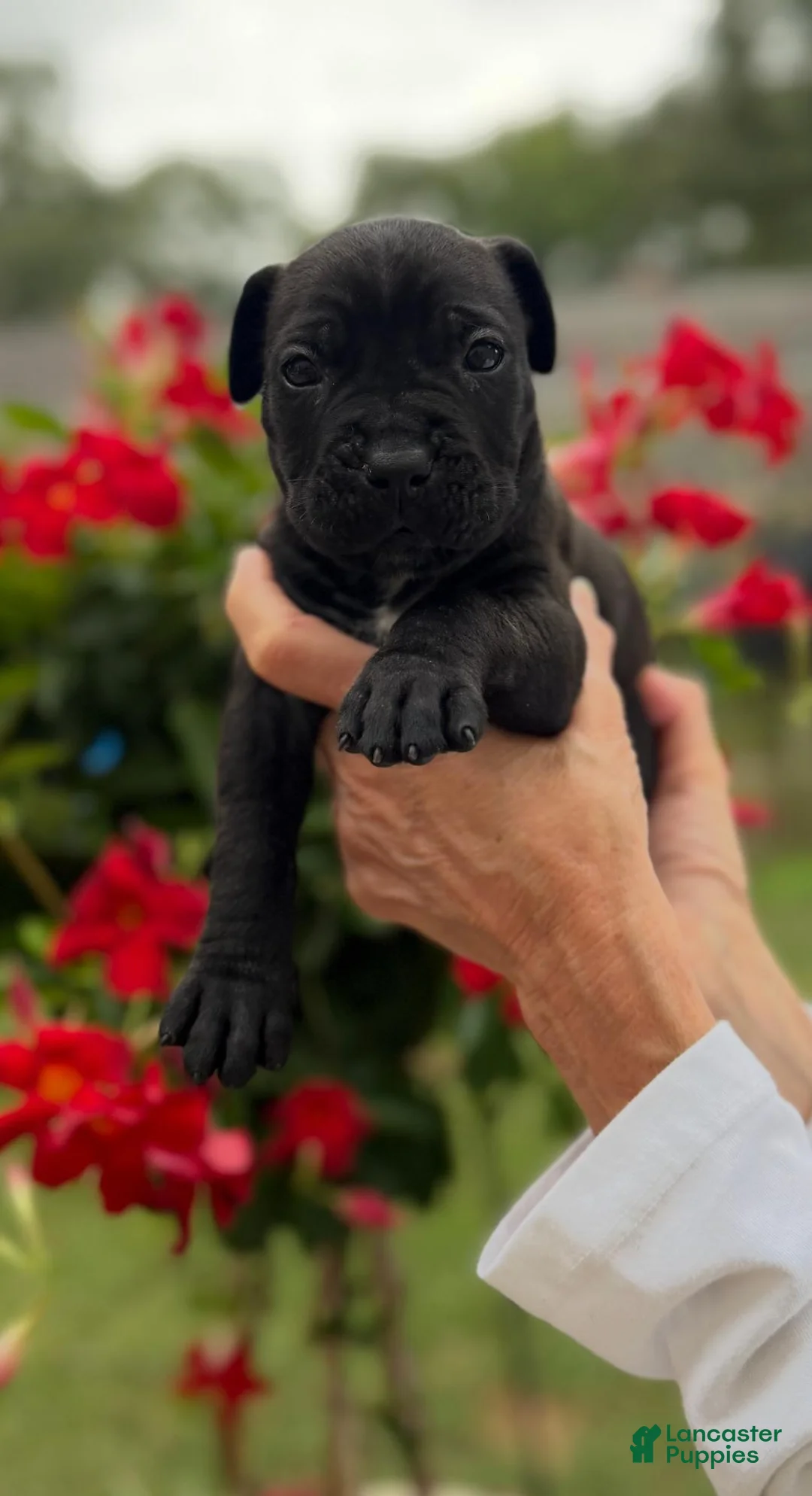 Cane Corso dogs for sale: Cane Corso (Magenta)  - Ad 1