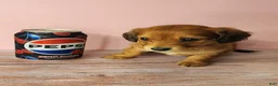 Miniature Dachshund dogs for sale: Emmy - Ad 7