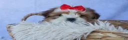 Shih Tzu dogs for sale: SAMMY - Ad 10
