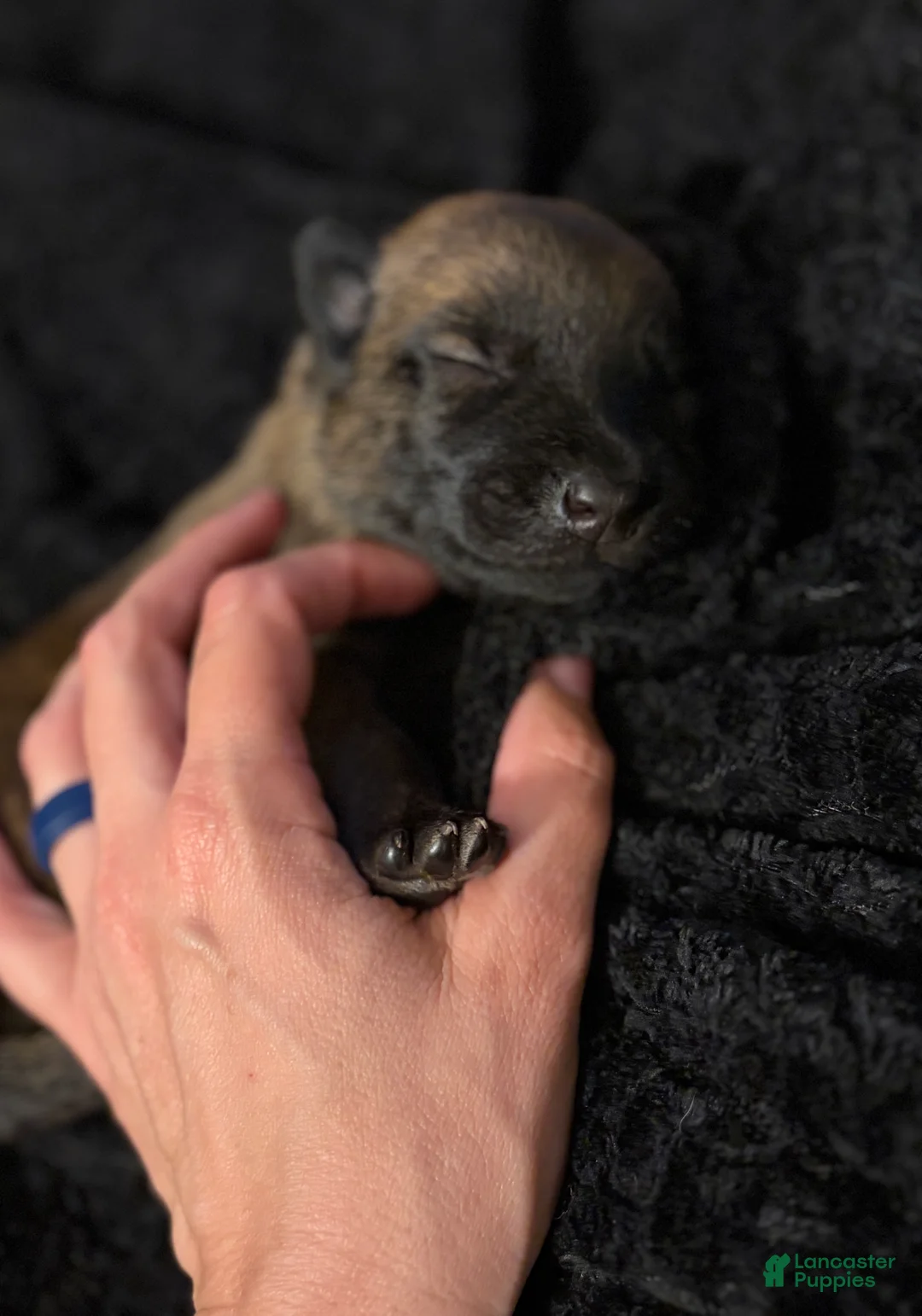 Belgian Malinois dogs for sale: Belgian Malinois Puppy 8 - Ad 2