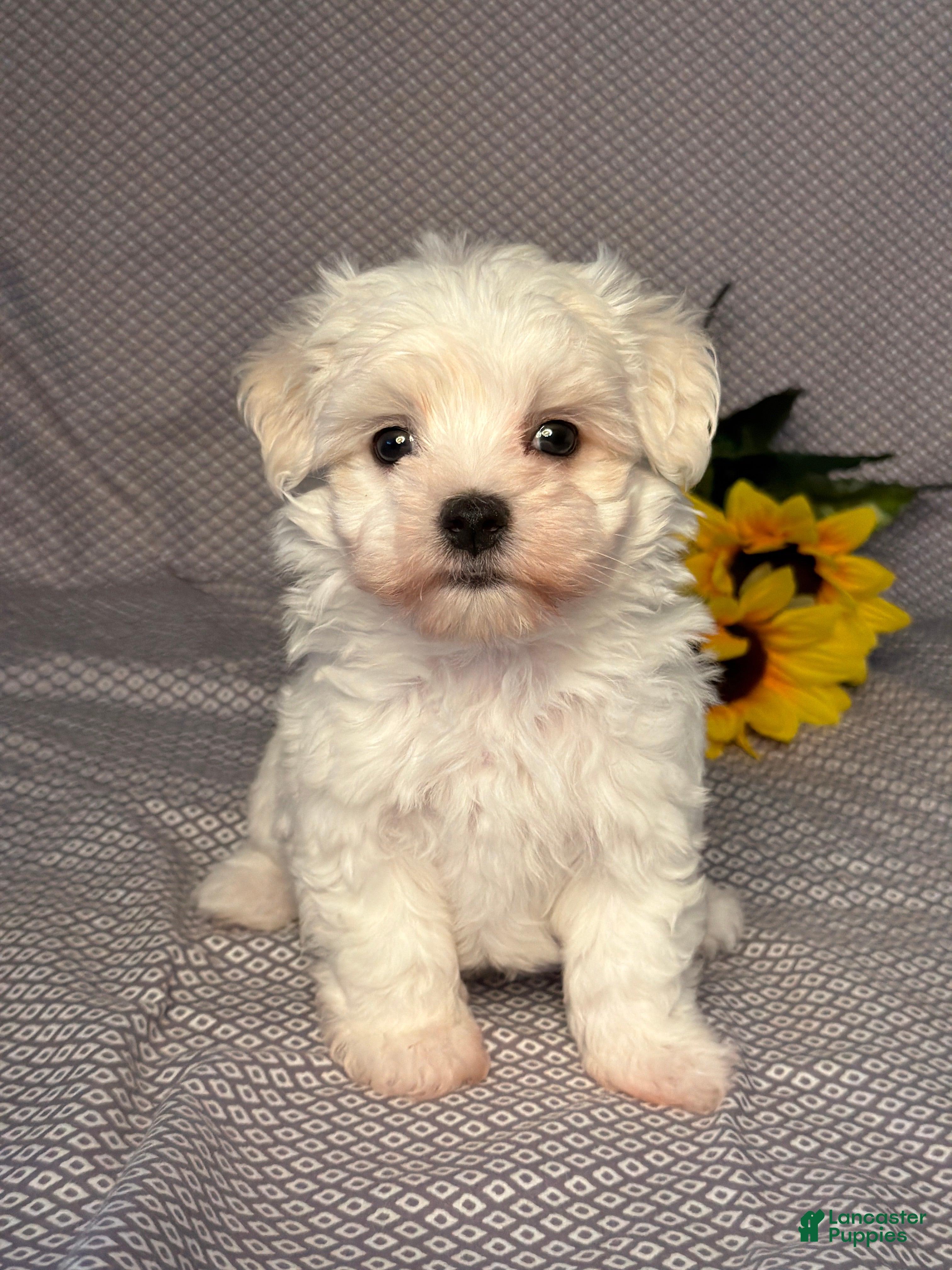 Maltese dogs Freddy  - Ad 1