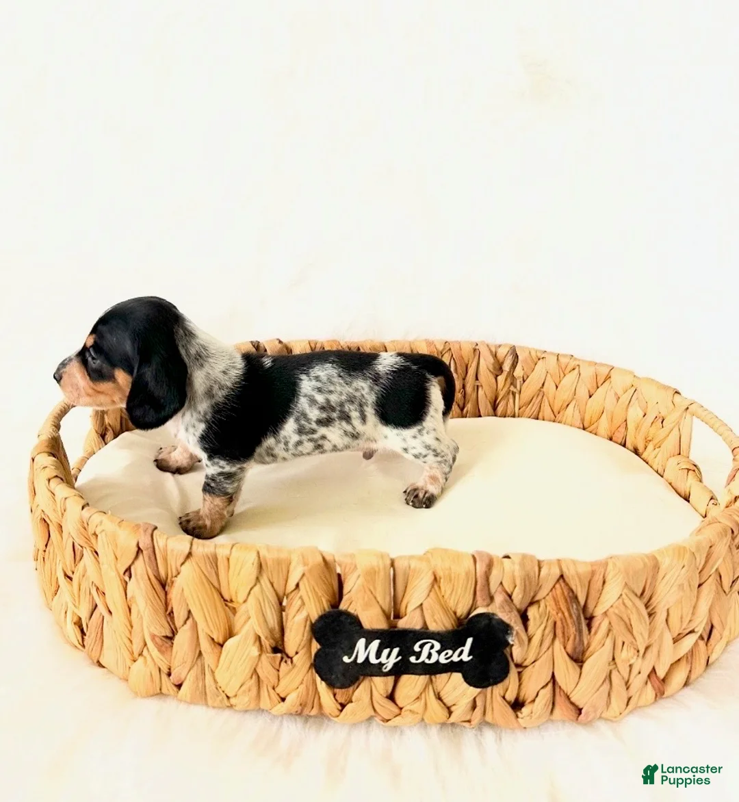 Miniature Dachshund dogs for sale: AKC Pepper - Ad 4