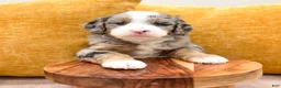 Mini Bernedoodle dogs for sale: Skye - Ad 2