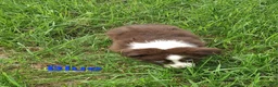 Australian Shepherd dogs for sale: Blue - Ad 3
