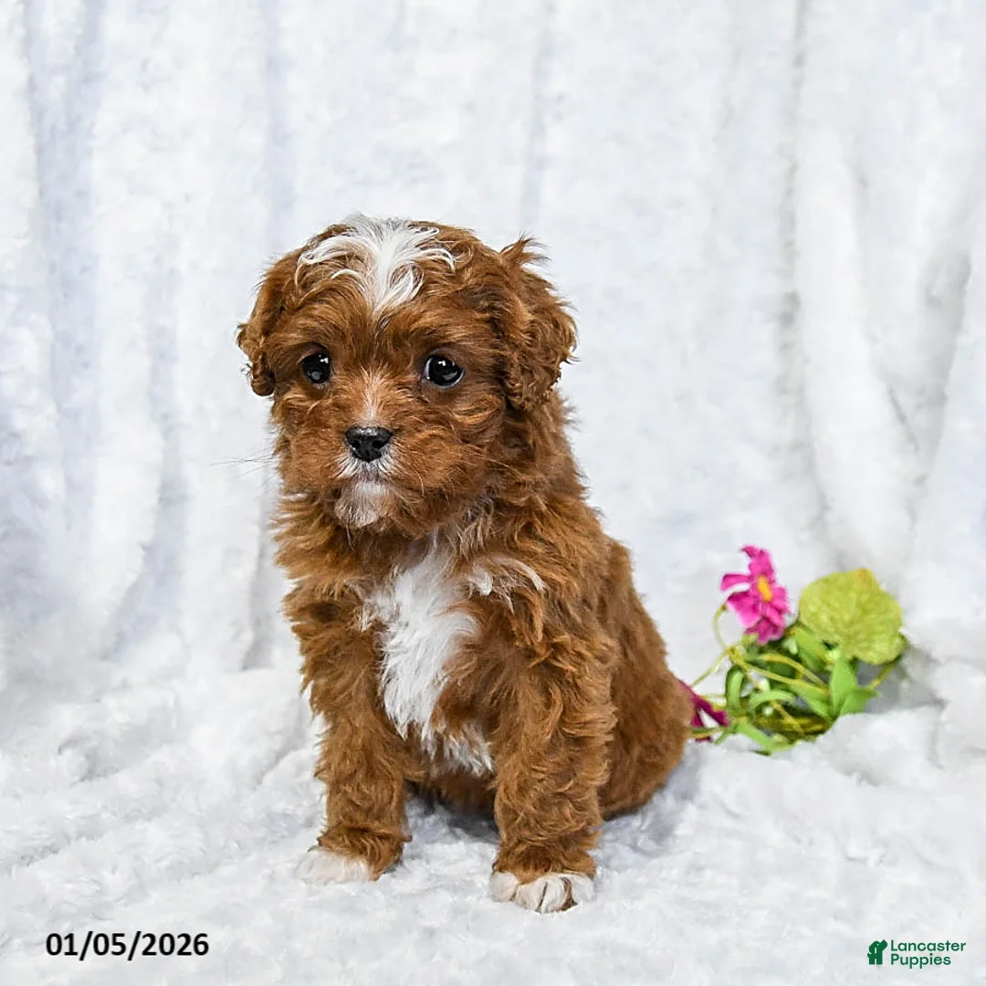 Cavapoo dogs for sale: Sir Sammi Lee of Mineridge - Ad 4
