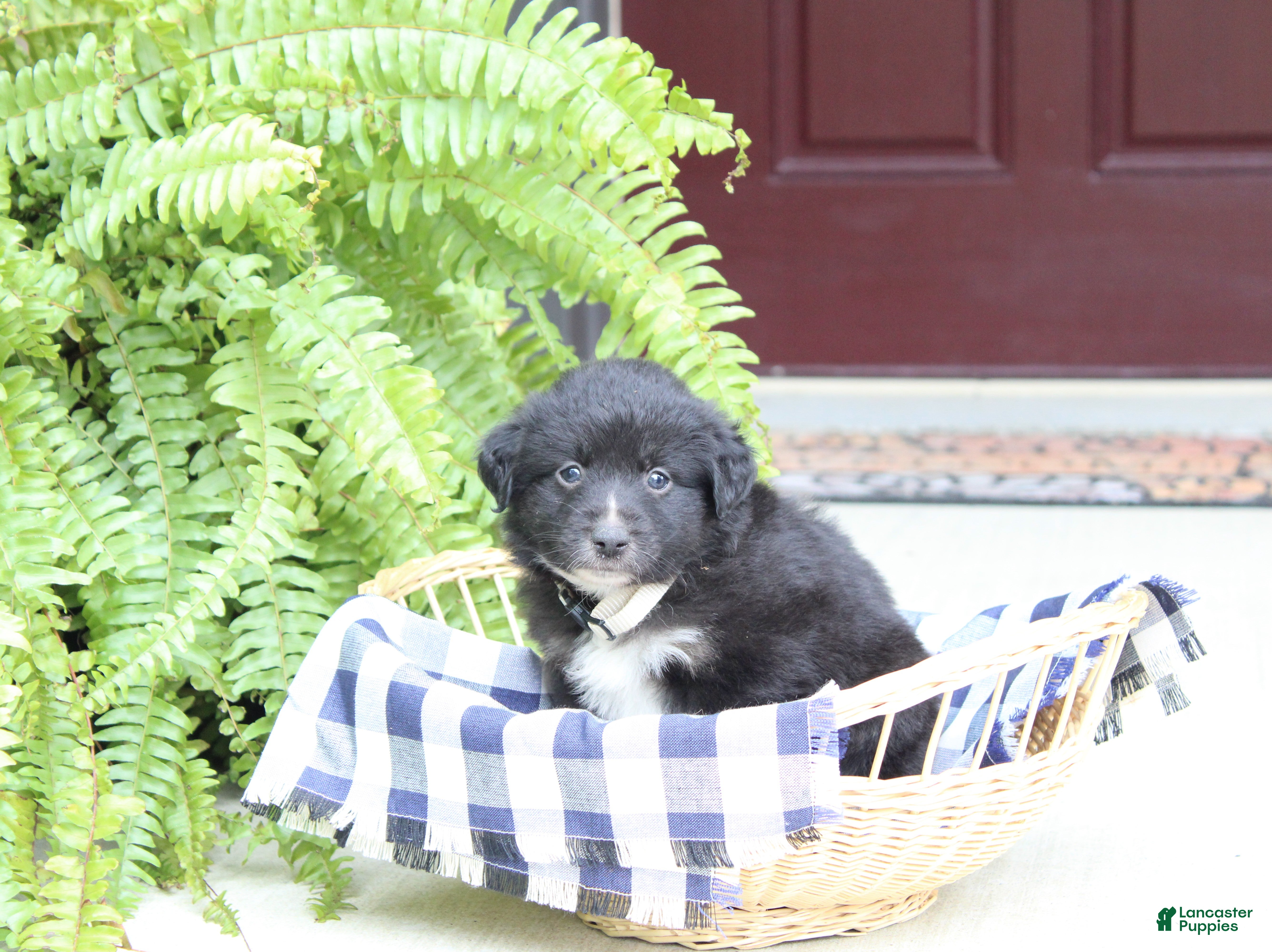 Miniature Australian Shepherd dogs Arrow - Ad 1