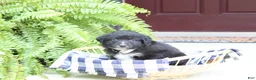 Miniature Australian Shepherd dogs for sale: Arrow - Ad 1