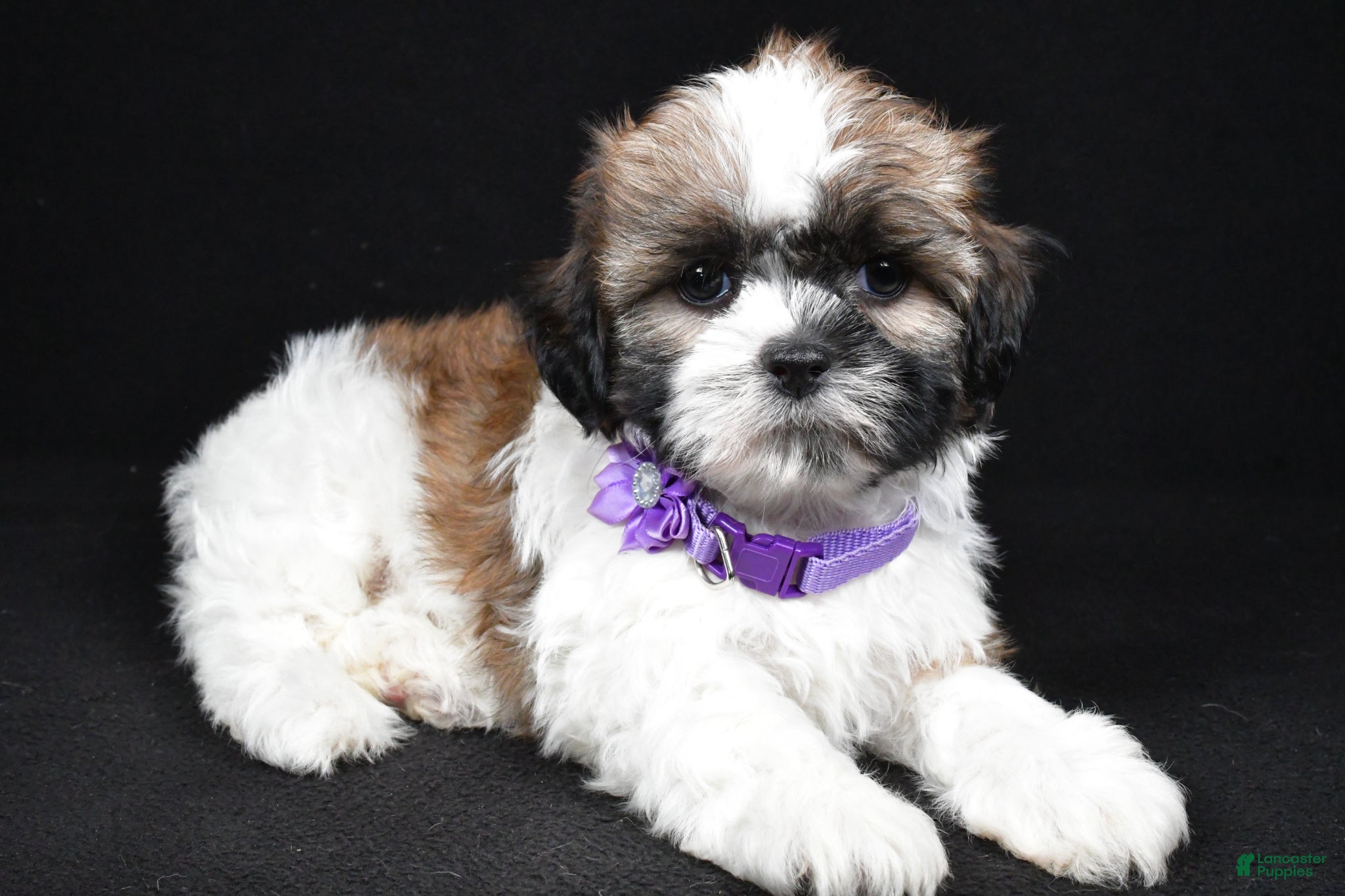 Shih Tzu dogs Ivy - Ad 2