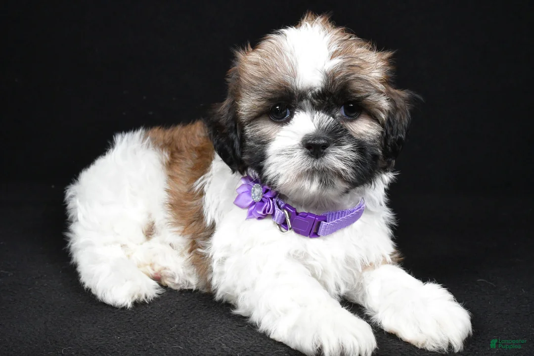 Shih Tzu dogs for sale: Ivy - Ad 2