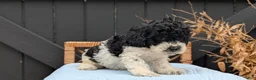 Havapoo dogs for sale: Max - Ad 4