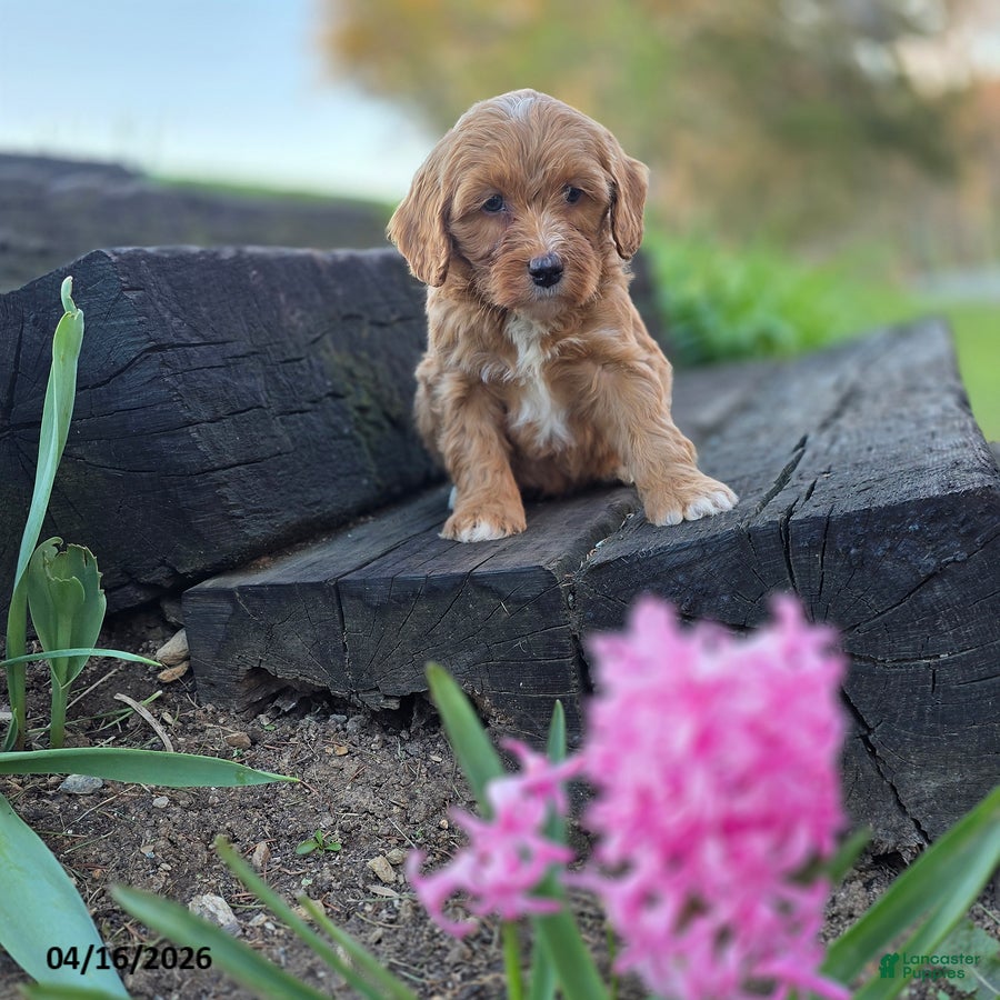 Mini Bernedoodle dogs Sam - Ad 10