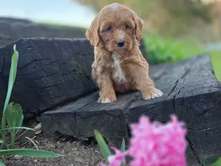 Mini Bernedoodle dogs Sam - Ad 10